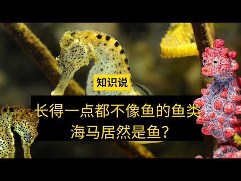 长得一点都不像鱼的鱼类，海马居然是鱼？- 知识说