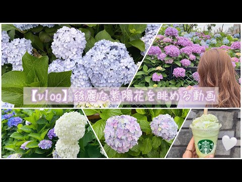 【vlog】大好きな紫陽花の季節 | 白山神社 | 梅雨 | 散歩動画 | スタバ新作 | メロン