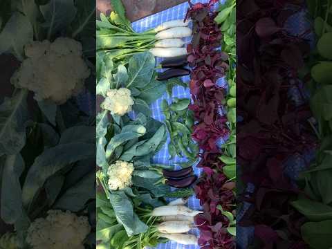 Harvesting Organic Vegetables #youtubeshorts #organicgardening #terracegarden #wintervegetables