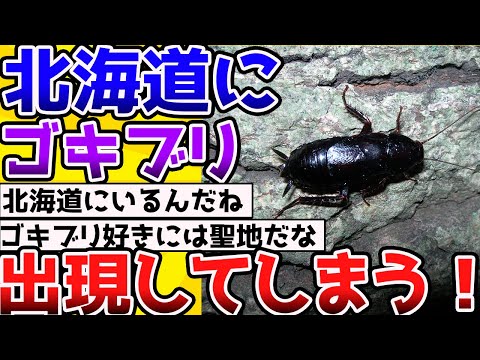 【2ch動物スレ】ついに北海道に最強生物「ゴキブリ」が降臨してしまう。。→さらに試される大地へ進化する #昆虫 #生き物