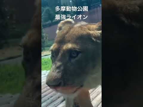 【最強ライオン】多摩動物公園。ライオンバス。#shorts