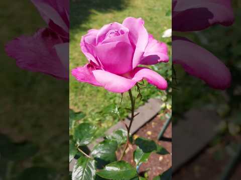 粉红色玫瑰 Pink rose.生如夏花般绚烂 Life is as brilliant as summer flowers.