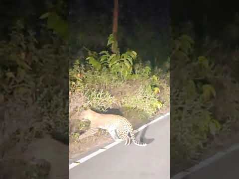 तेंदुआ मिला राजाजी नेशनल पार्क में । Leopard Sighting At Rajaji National Park । Spotted Leopard