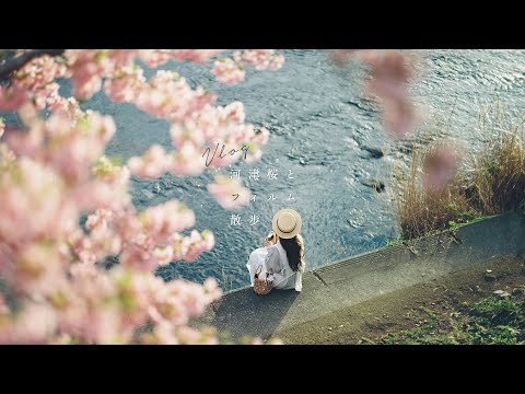 【河津町】河津桜とフィルム散歩 | PENTAX67 | NikonFM3A