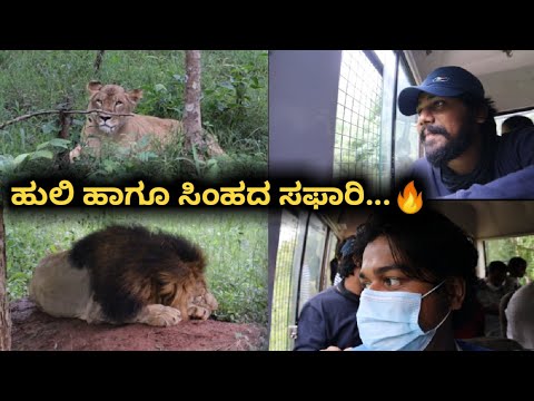 Lion and Tiger Safari in Shivamogga | Kannada Vlogs | Likhith Shetty Vlogs |