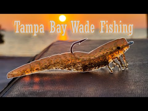 Wade Fishing Grass Flats in Tampa Bay