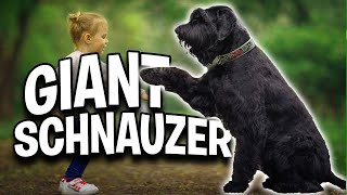 Why you should have a giant schnauzer in your home