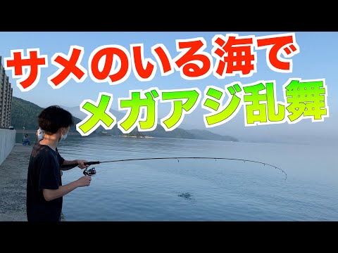 アジングしてたらサメがきた！？