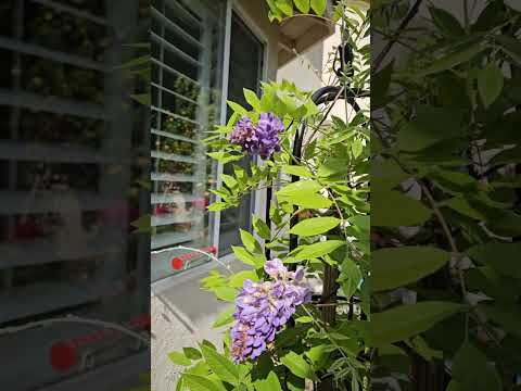 Hummingbird and Wisterias in our backyard