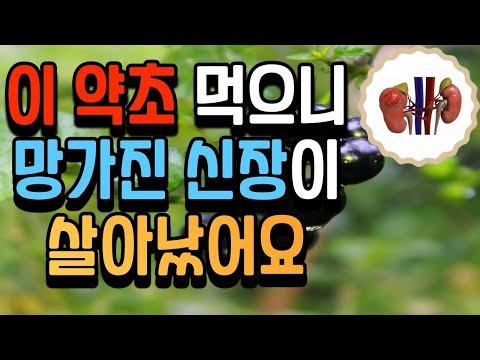 '이 약초들' 먹었더니 죽어가던 신장이 살아났다. 신장에좋은약초