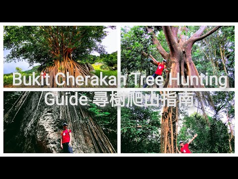 Bukit Cherakah, Bukit Botak Puncak Alam Complete Full Trail Tree Hunting Guide 车拉卡山完整寻树路线指南