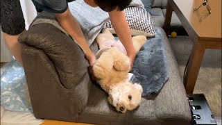 力尽きて動かなくなる大きいトイプードル【デカプー】【トイプードルのロアくん】【toy poodle】