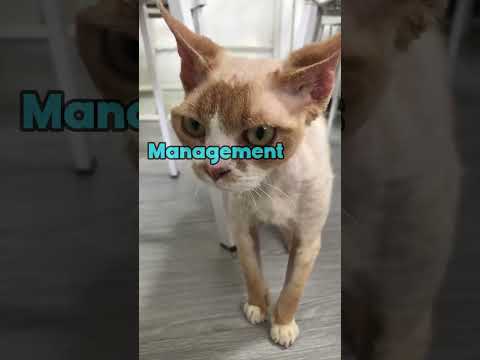 3 reasons You SHOULD NOT Get A Devon Rex Cat