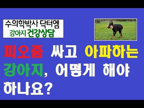 강아지 요로결석 수술없이 관리하는 법