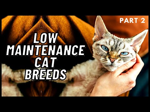 Low Maintenance Cat Breeds (Part 2)