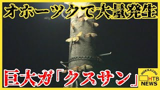 「柱や壁にびっちり」去年札幌で大発生の巨大ガ「クスサン」今年はオホーツクで大量発生　このガ一体何者？