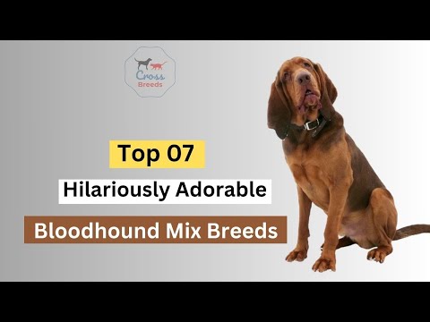 07 Hilariously Adorable Bloodhound Mix Breeds - Gentle Giants With a Sniffer Nose