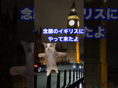 イギリスに来たのに【猫ミーム】 #shorts