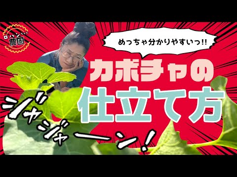 【かぼちゃ】の仕立て方！！【親蔓の摘芯】と【子蔓2本仕立て】【農家の家庭菜園】