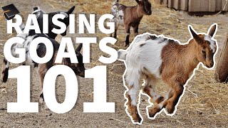 Raising Goats 101 🐐: Beginner FAQS