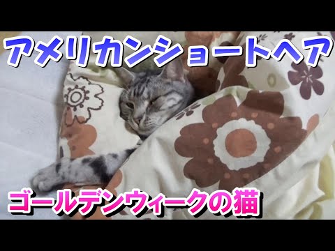 ゴールデンウィークらしい猫（アメリカンショートヘア）３歳の猫巻きの様子