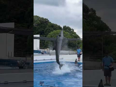 水の上でスピンするイルカ！Aquarium at Sasebo Nagasaki