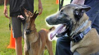 The Best E-Collar for a Belgian Malinois!