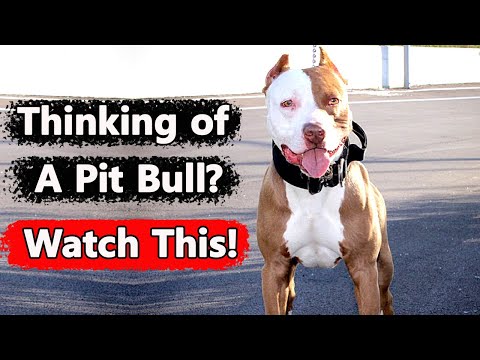 8 Reasons Why YOU Should Get a American Pitbull Terrier Dog