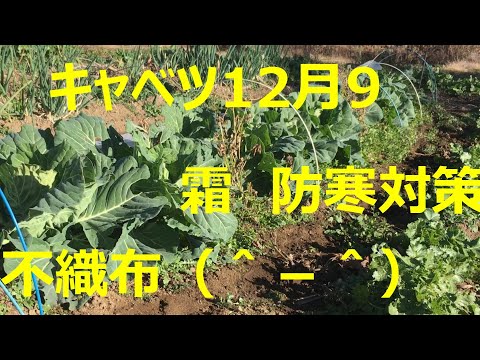 キャベツ 霜対策　防寒　不織布