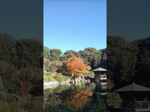 目白庭園 紅葉  #shorts #shortvideo #youtubeshorts #目白庭園 #travel #japantravel #豊島区 #東京都 #旅行