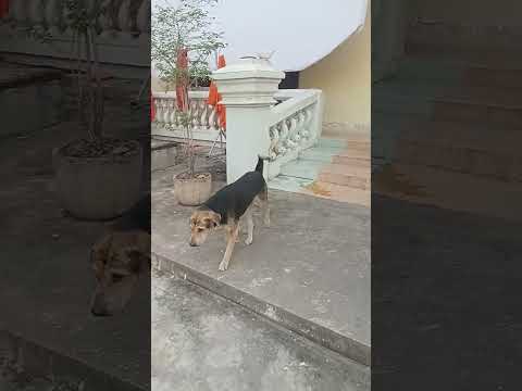 The top fight dogs in the temple #dogismylife #strayanimals #straydogslife #streetanimals