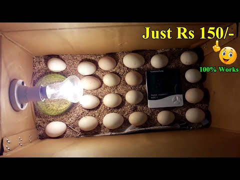 BEST DIY HOMEMADE INCUBATOR FOR CHICKEN EGGS | HATCHING EGGS IN CARDBOARD BOX | YOU CAN DO THIS