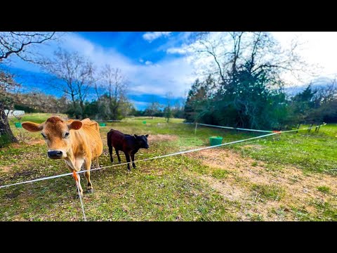 Rotational Grazing Cattle on Small Acreage