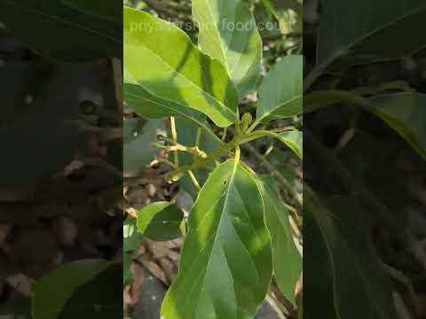 Avocado Tree #healthy #fruit #avocado #youtubeshorts #shorts #trending #food #foodie #tree #telugu