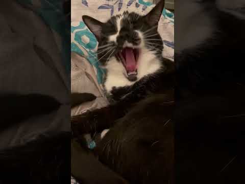 Charlie Yawns