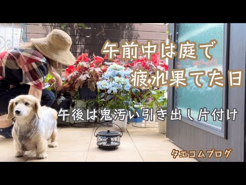 夏のお花を迎えました🌼亀も庭で遊ぶ季節🐢荒れ放題我が家を少しずつ片付けたい🍴かわいいわんこと過ごす50代主婦の日常です🐶