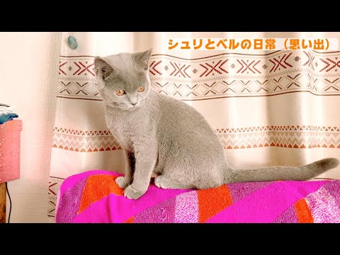 ねこたちの日常　ベルトの思い出😿