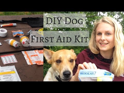 What to Put in a DOG FIRST AID KIT |