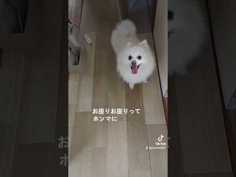 今朝のキラくん🐺