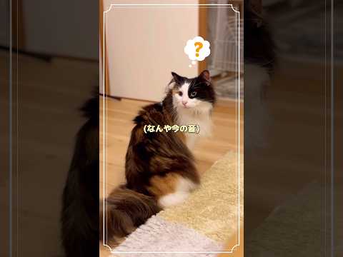 【愛猫】ﾆｬﾝ生初の雷でビックリする猫！【ノルウェージャンフォレストキャット】#cat #ねこのいる生活 #猫