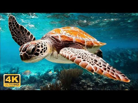 Magical Underwater World 4K