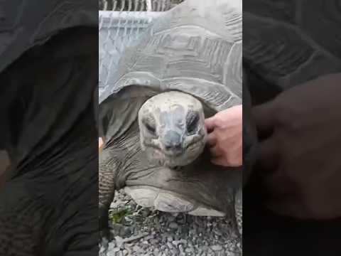 Sulcata tortoises love to scratch🐢 蘇卡達象龜喜歡抓癢癢