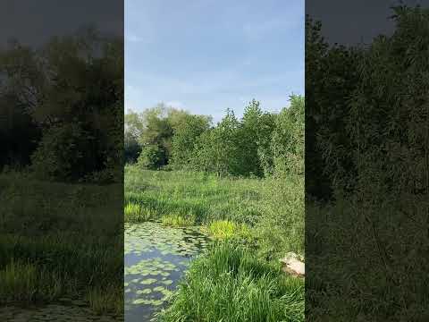 Nesting swan and flowing water mindful moment #shorts #mindful