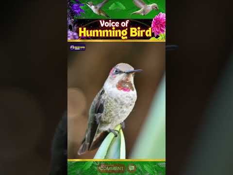 Enchanting Voice of Humming Birds | Symbols of Energy | Creative Nature #birds #shorts