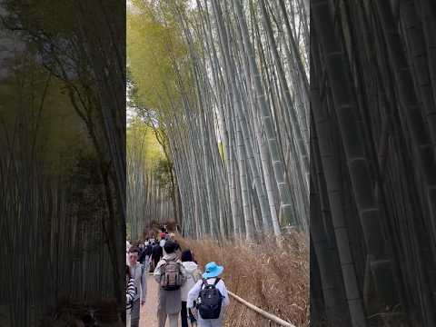 Arashiyama Bamboo Grove is one of Kyoto’s most photographed and iconic sights. #japan #kyoto #travel