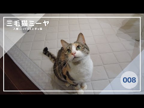 【猫好き必見！癒しの三毛猫動画】おもちゃで遊ぶ三毛猫ミーヤちゃん