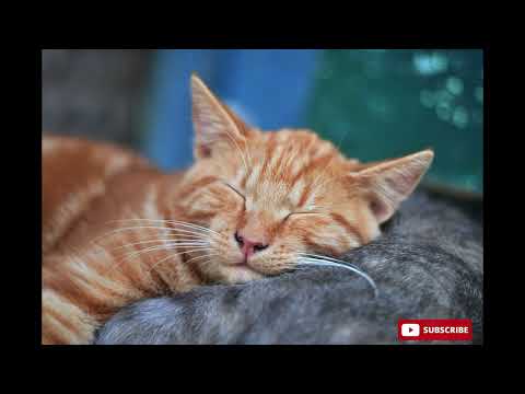 Calming music for cats - relax while home alone