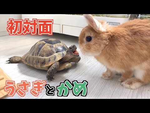 うさぎに初めてリクガメを会わせてみた結果がすごかった【ネザーランドドワーフのコッペ】