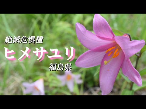 【季節の花】6月　ヒメサユリ　東北南部及び新潟県にしか群生しない花