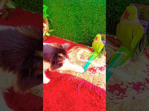 Excellent mischief of parrots and cats #shorts #viralvideo #foryou #trending